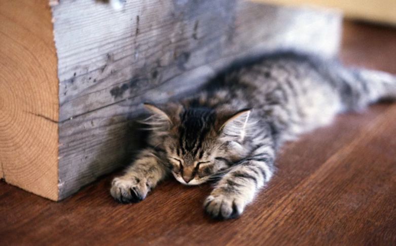 Котёнок огляделся и тут же уснул, растянувшись около печки.