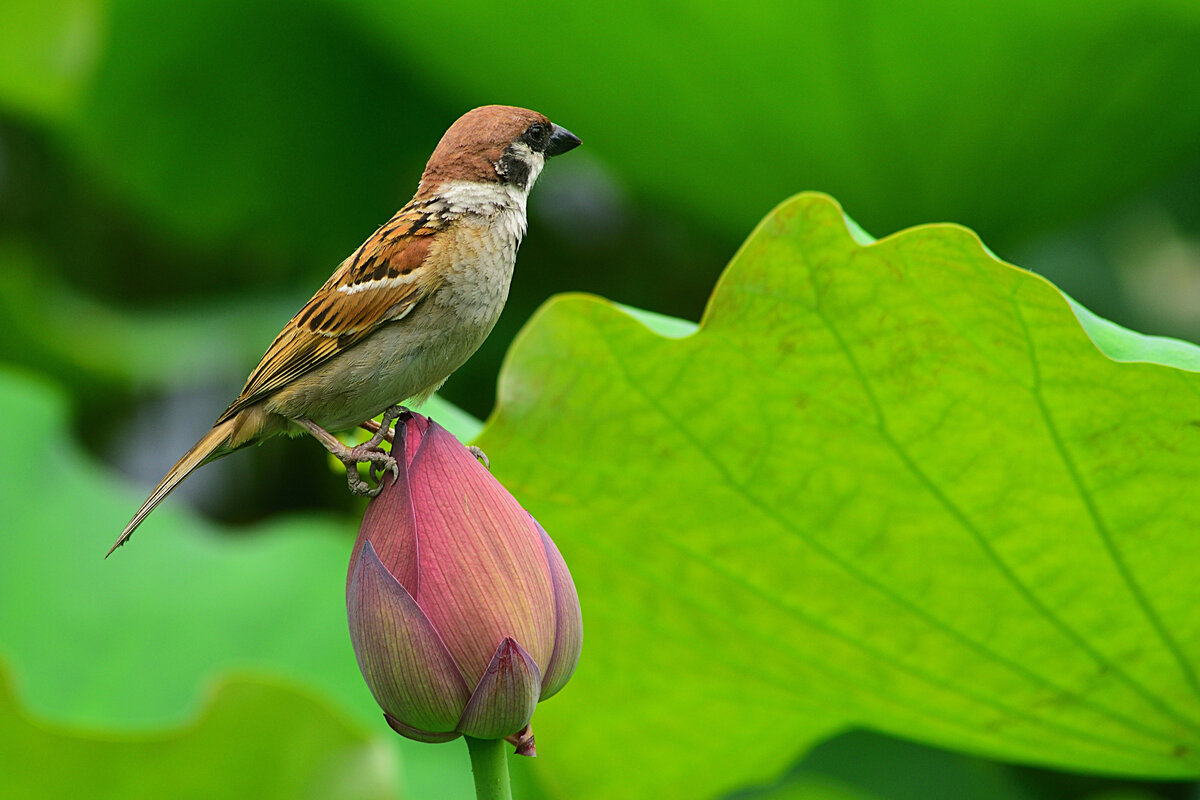 Мир птиц воробьи. Жираф птичка Воробей. Зеленый Воробей что за птица. Leafy Sparrow.