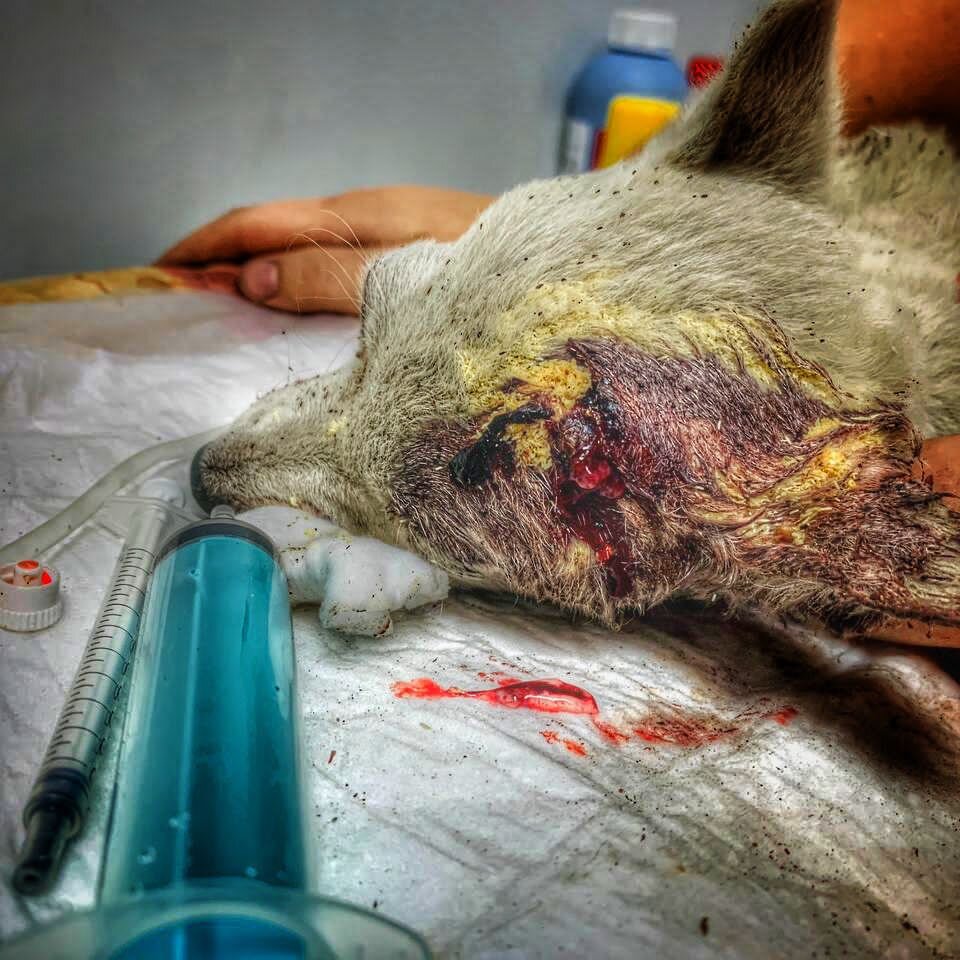 Щенок поступил в приют. 