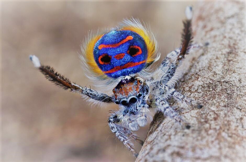 У прыгающих пауков вида Maratus speciosus на развитых ягодицах есть рисунок, очень напоминающий лицо. Вы можете увидеть глаза, нос, рот и даже брови. 