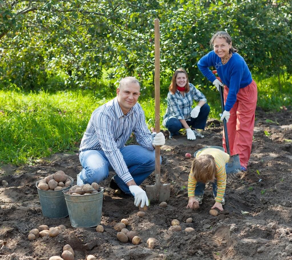 https://st.depositphotos.com/1000572/3857/i/950/depositphotos_38579409-stock-photo-family-harvesting-potatoes-in-field.jpg