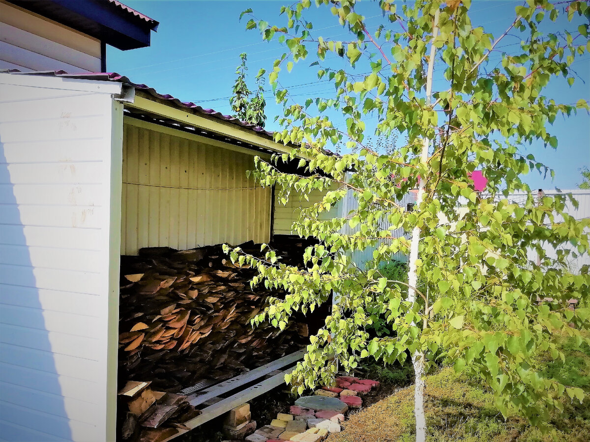 Еще в начале августа береза выглядела так