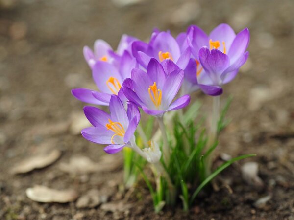 Идеи на тему «Крокусы» (31) | первоцветы, весенние цветы, красивые цветы