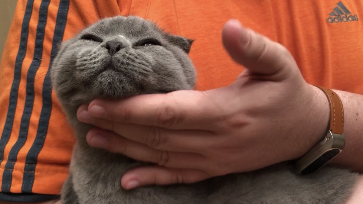 На самом деле, изучать своих любимцев не только полезно, но и очень интересно