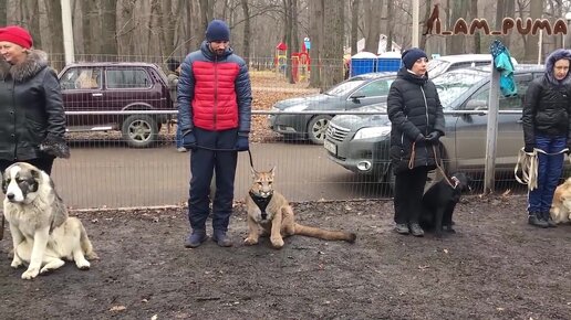 Пума на дрессировке вместе с собаками