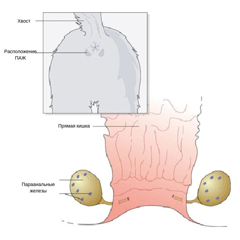 Параанальное воспаление. Воспаление перианальных желез у собак. Абсцесс параанальных желез у собак.