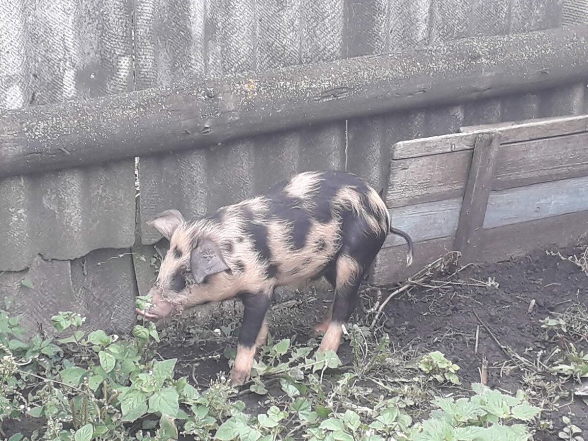 Это - вы свиньи, господа запрещальщики. А я - гордый потомок диких лесных вепрей -хррр