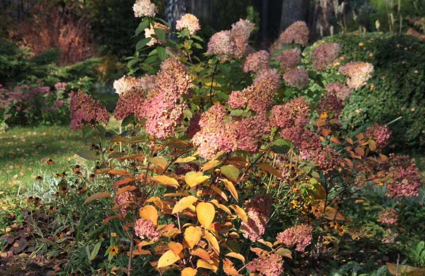 Обрезка гортензии