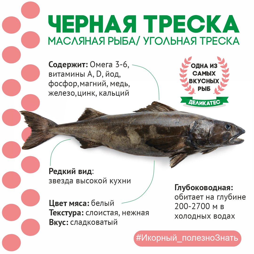 Черная треска – деликатесная масляная рыба, один из самых вкусных  морепродуктов | Икорный | Дзен