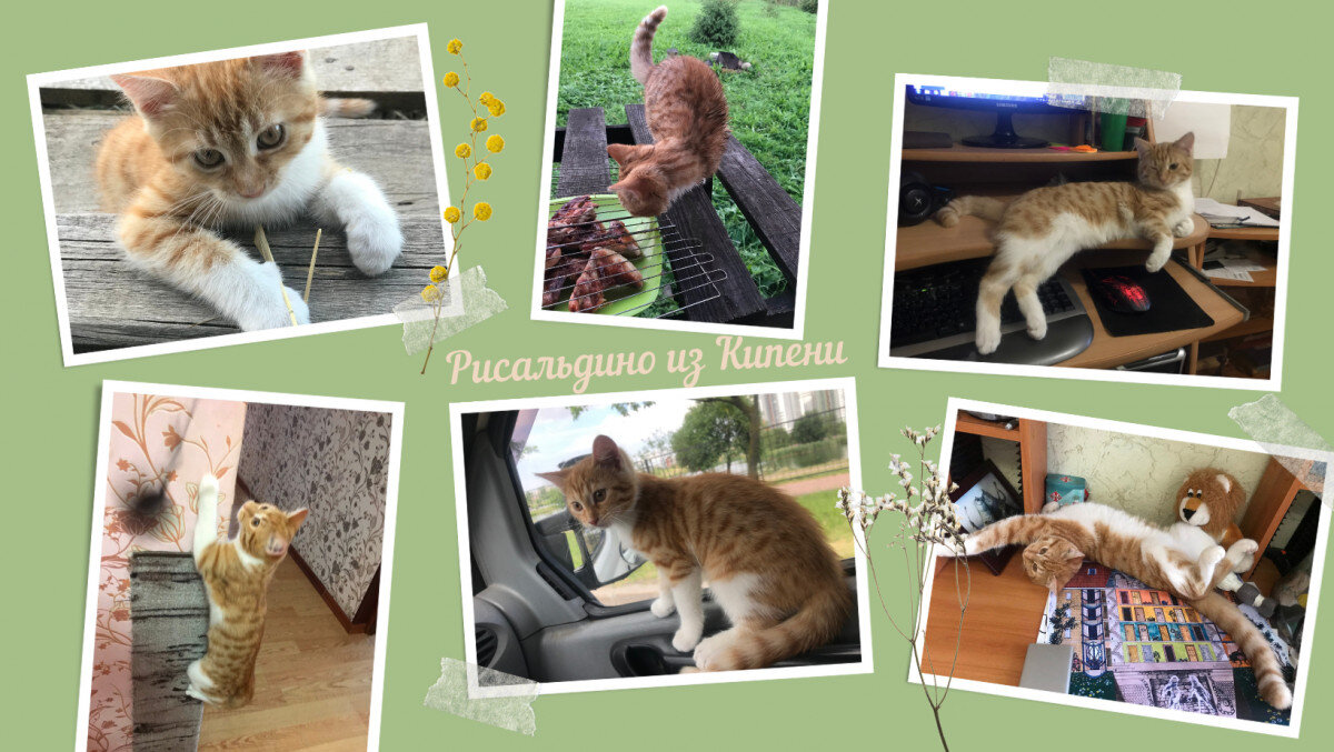 
Это думали мы. Котенок же внес новую шебутную энергию в нашу жизнь. Не было места, где он не проползет, не допрыгнет. Не было вещи, которой он не стащит. Даже с 13 этажа умудрился полетать...