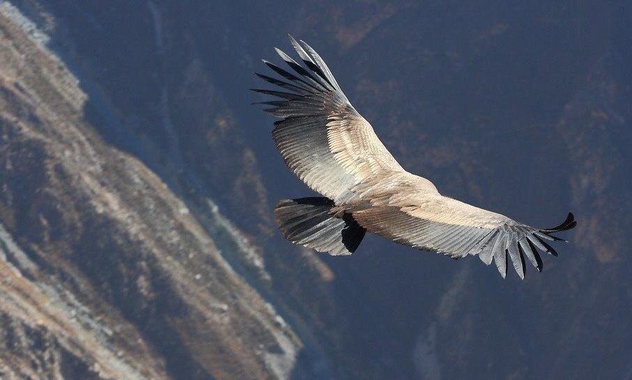 Изображение взято из общего доступа сети Интернет. 