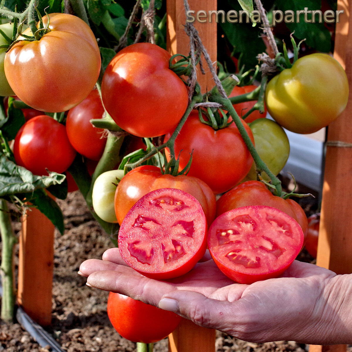 Томат Софа F1