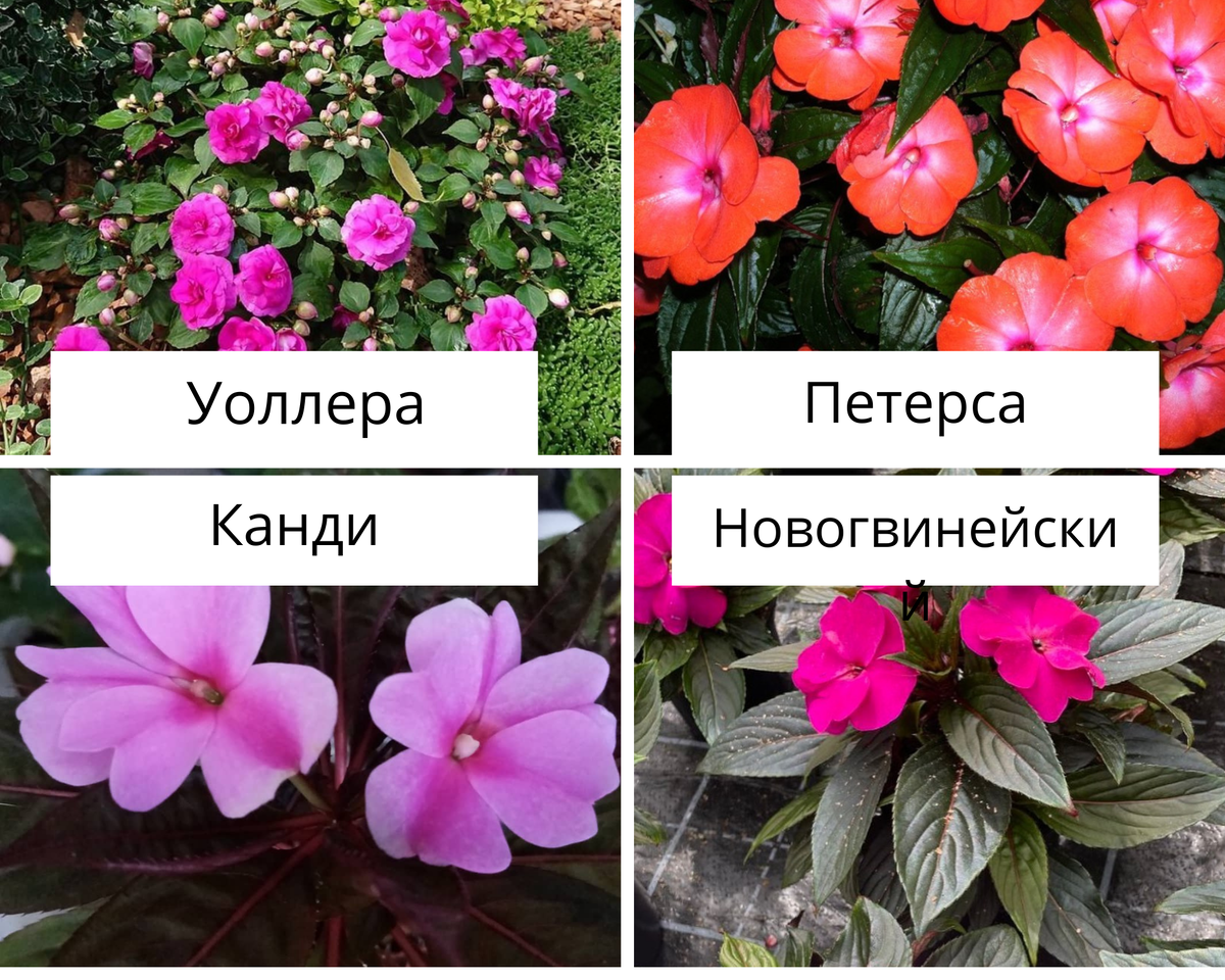 Эти сорта хорошо подойдут для выращивания в квартире. Некоторые из них можно вырастить из семян.