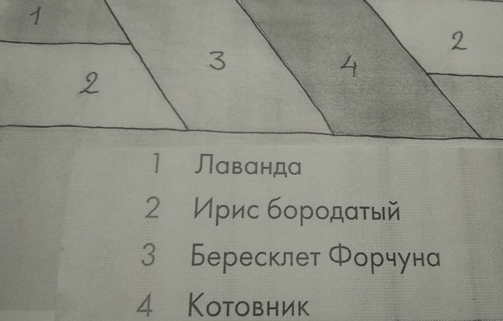Схема малоуходного цветника. Фото автора