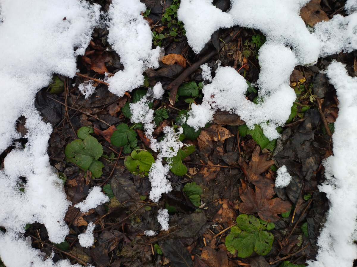 Живое пробьется! Фото автора канала