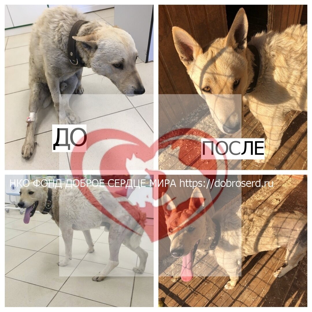 Мохнач - подопечный фонда Доброе сердце мира 