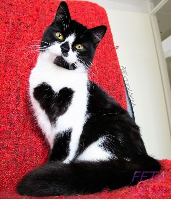 Фото https://www.pinterest.ru