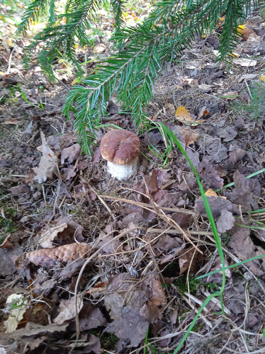 Вот он, красавчик! 