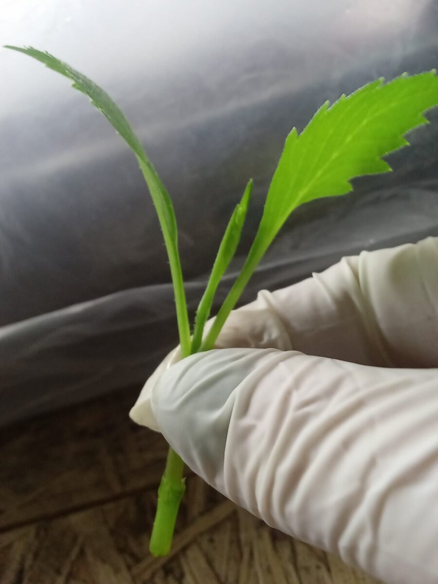 В таком виде черенок отправится на укоренение (фото автора)