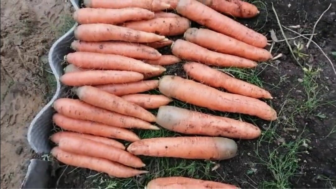 Морковь прошлым летом