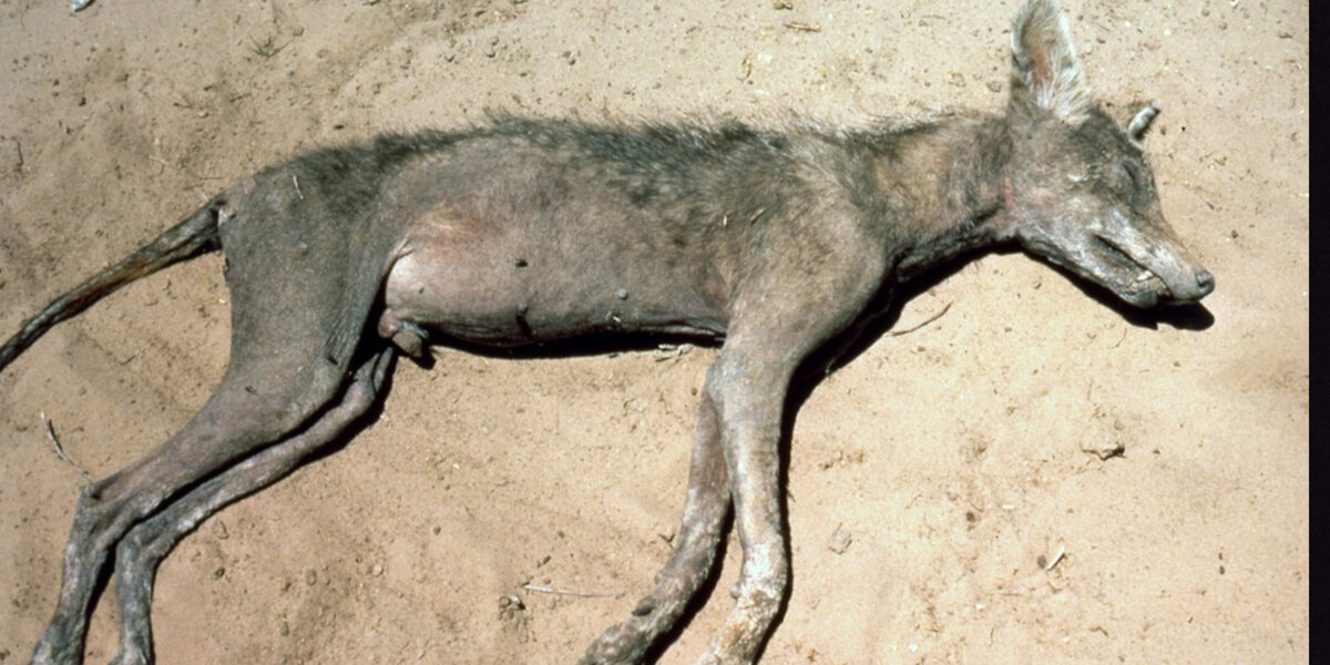 Кто такая эта чупакабра? Правда и вымысел об одном из самых загадочных ...