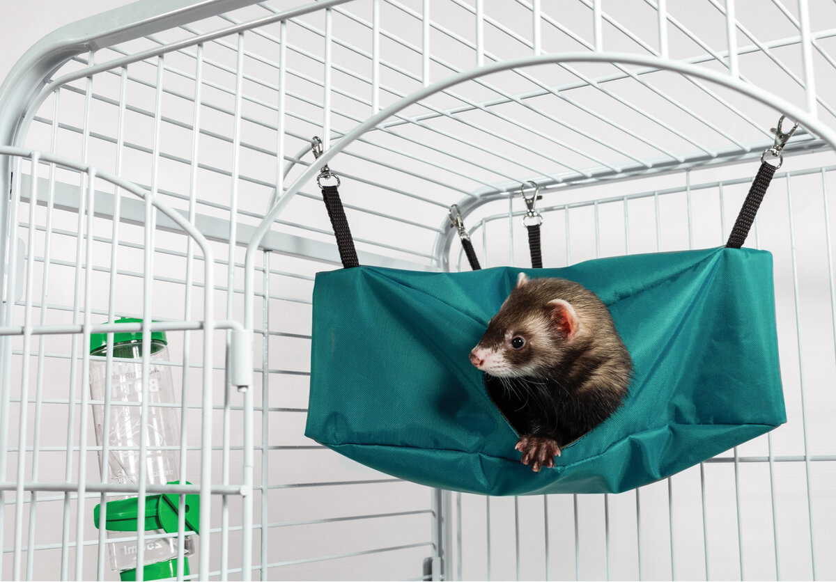 А еще подвесные гамаки освобождают пространство на дне клетки для полезных аксессуаров и активных игр любимца. На фото гамак Gamma «Уголок» (арт. 41912002). Цвета в ассортименте.