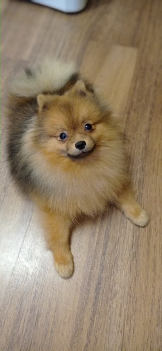 Знакомьтесь - Теодор или просто Терри