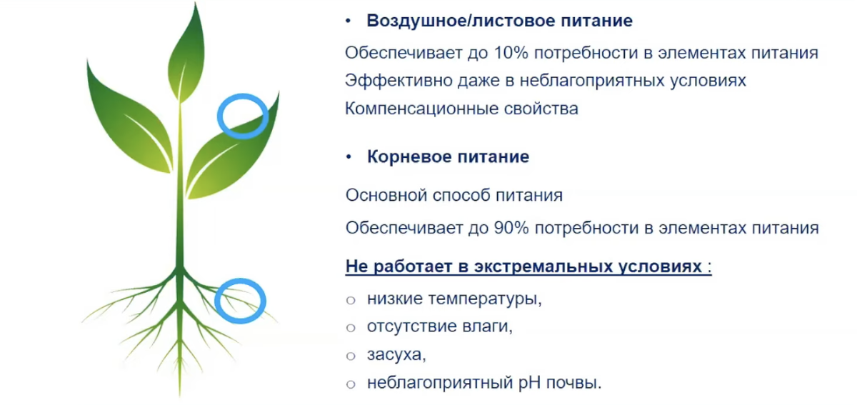 Внекорневое питание в условиях стресса