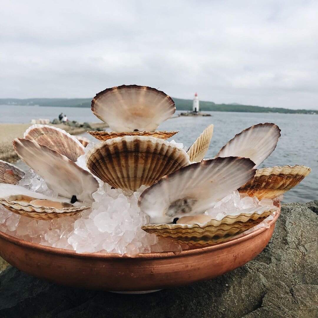 Гребешок морской Владивосток. Морской гребешок Дальневосточный. Фестиваль гребешка Владивосток. Фестиваль гребешков во Владивостоке.