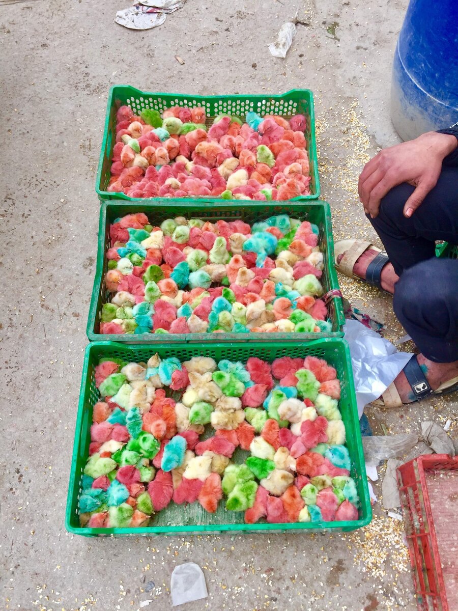 Синих кур видели???