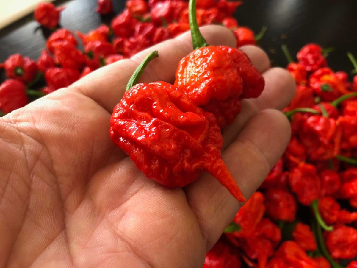 Какой самый острый. Каролина Рипер. Перец Carolina Reaper. Острый перец Каролина риппер. Каролинский Жнец.