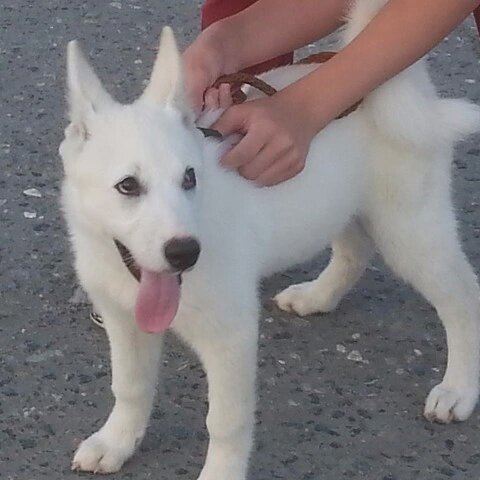 Белка еще щенок