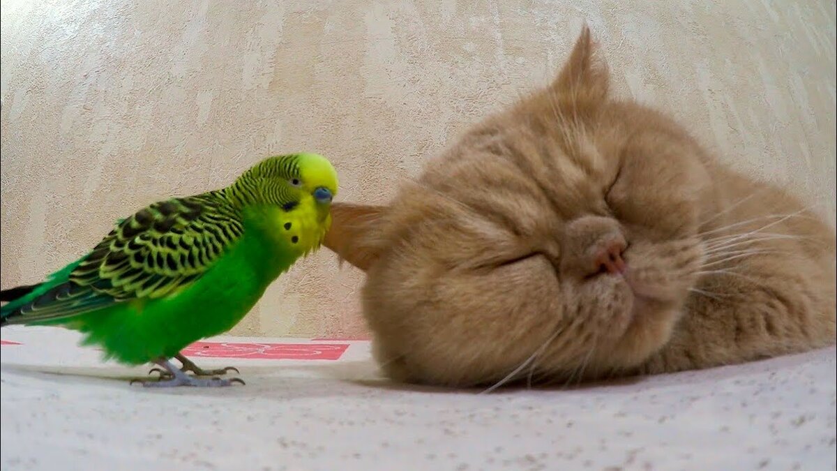 Фото из интернета