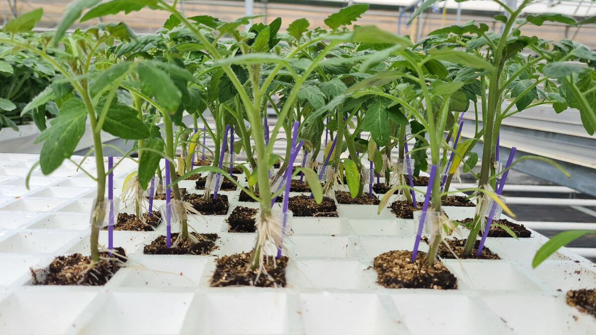 Рассада томатов на подвое от Агросоюза "Романовский"