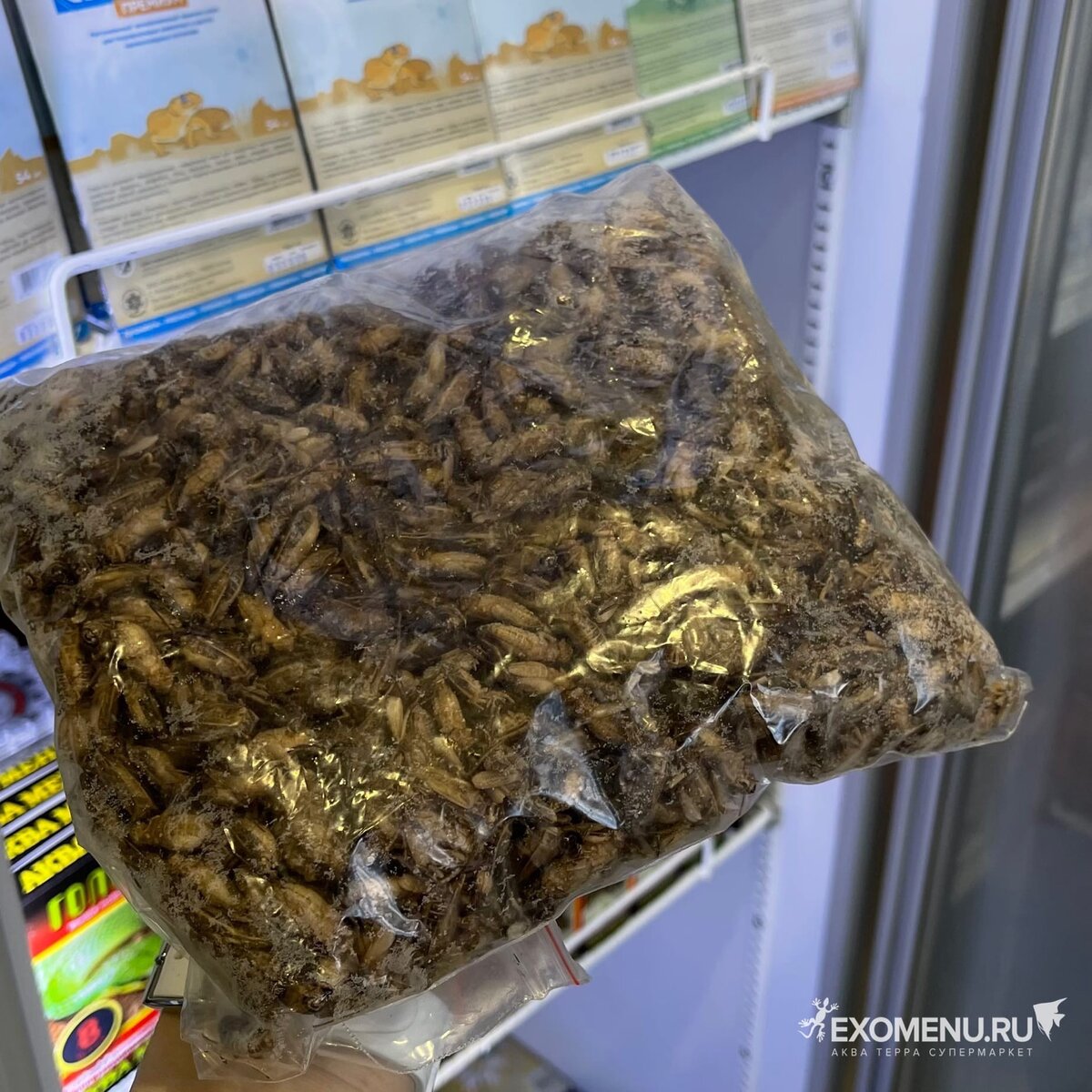 1 кг свежих замороженных домовых сверчков и премиум упаковки по 54 штуки.