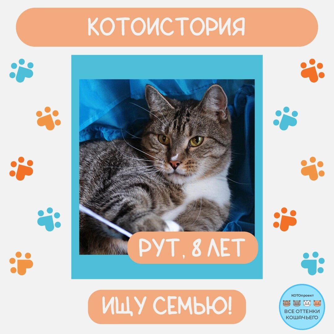 © ВСЕ ОТТЕНКИ КОШАЧЬЕГО. Котоистория Рута 🐱🐾