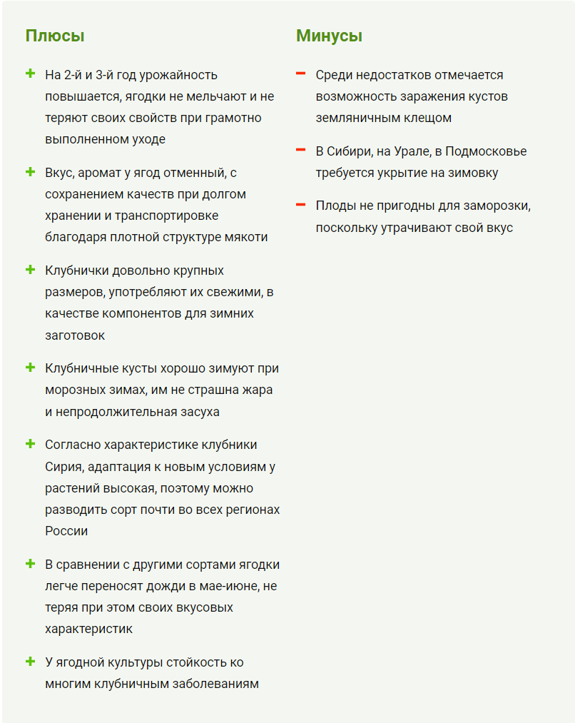 Клубника Сирия: описание сорта и его полный обзор | Дачник.RU | Дзен