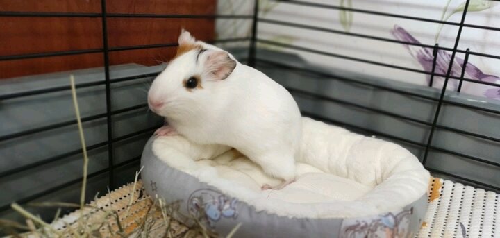 #любимыйпитомец 