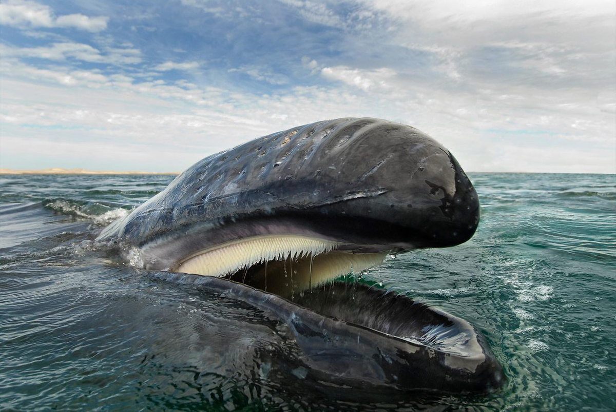 Когда-то киты жили на суше, но в процессе эволюции ушли жить в воду. Да, киты — не рыбы, а млекопитающие, они кормят детенышей молоком, оставаясь при этом водными обитателями.