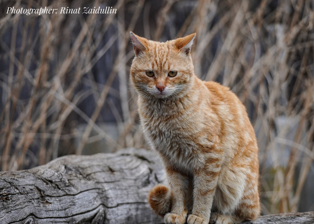 Рыжий 🐈 сидит на старом бревне.#кот #рыжий #природа #красиво  #красота #животный мир россии #живая природа  #деревья и кустарники #растения 