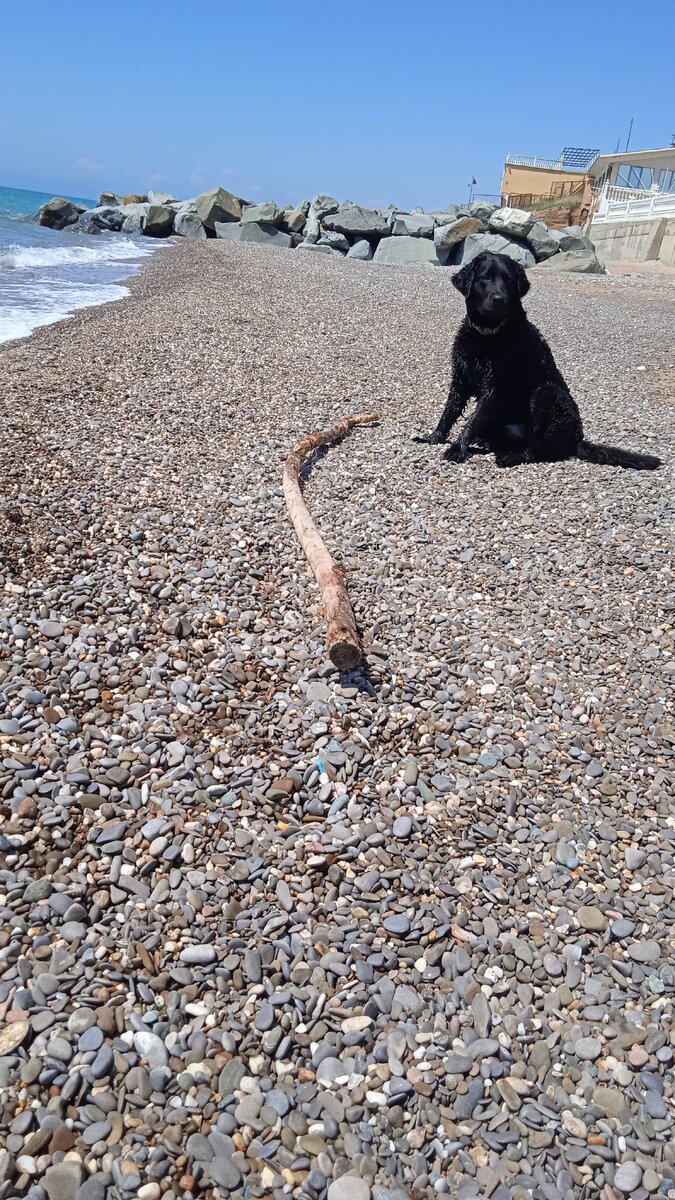 А я еще палочку грызла! 