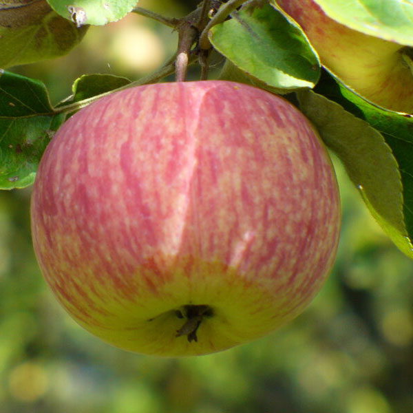 Сорт яблони Авенариус. Яблоня коричное полосатое. Яблоки сорта Авенариус. Яблоня Авенариус (сладкое Авенариуса). Сорт яблони полосатая