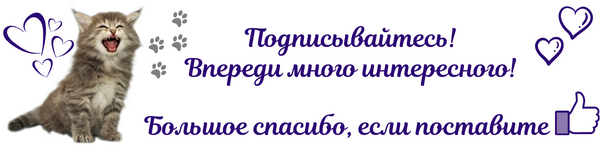 Пиометра у кошек и собак