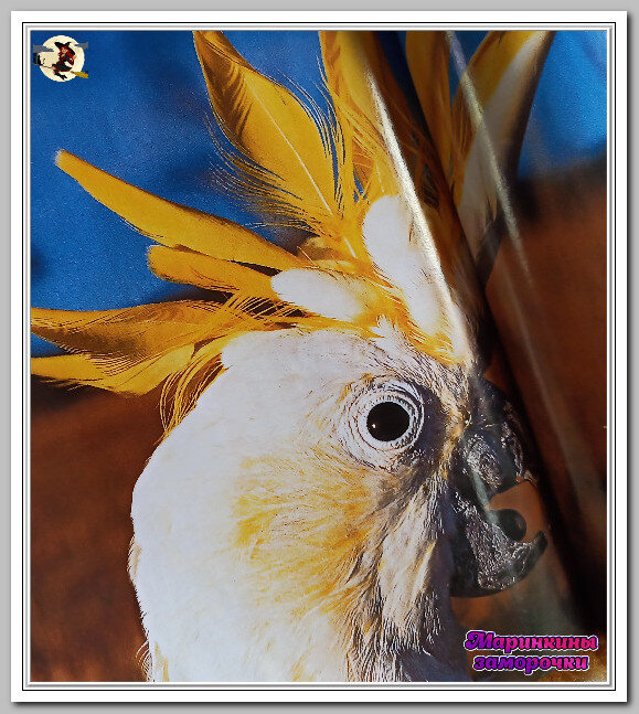 Желтохохлатые какаду буквально оккупировали восток и юг Австралии. Достигая в длину 55 см, они являются самыми крупными среди белых какаду. 