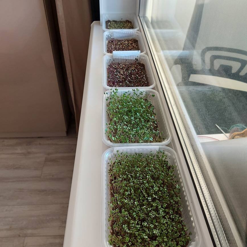 Мой маленький домашний кладезь витаминов