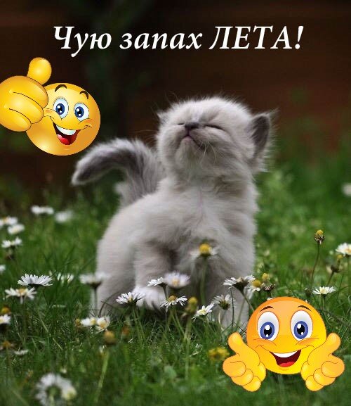 Ура! Лето!!! Наслаждаемся теплом, солнцем и вкусом лета!