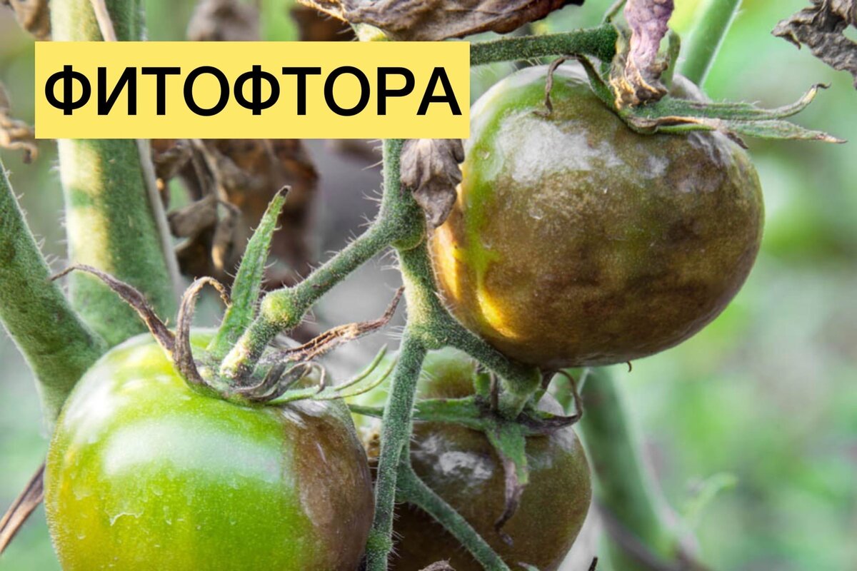 Фитофтора на помидорах методы борьбы в открытом. Фитофтора. Фитофтора на томатах. Болезни томатов фитофтороз. Фитофтороз на помидорах.