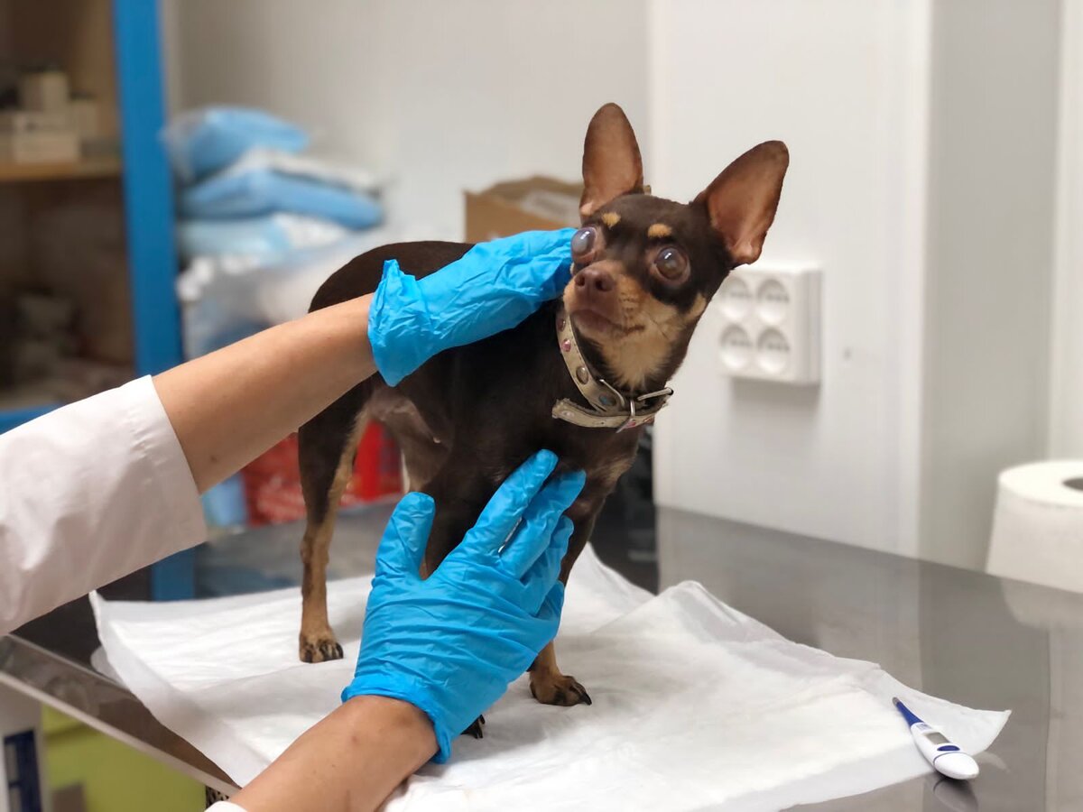 Слепая, 4 годовая собака…