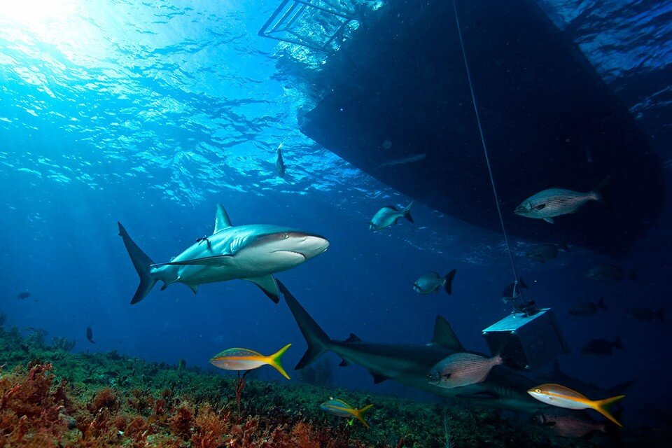     Выяснилось, что стало причиной агрессивного поведения акул на пляжах Египта.  Shutterstock