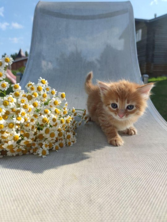 Фотки нашего Баська с объявления